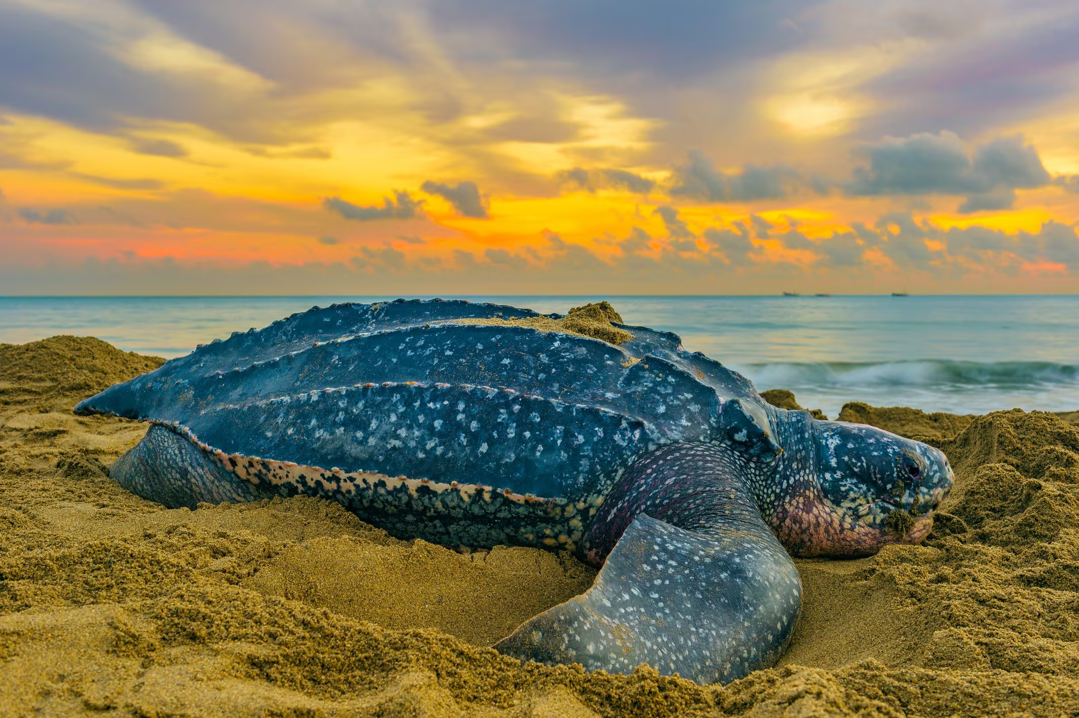 la più rara tartaruga liuto (Dermochelys coriacea)