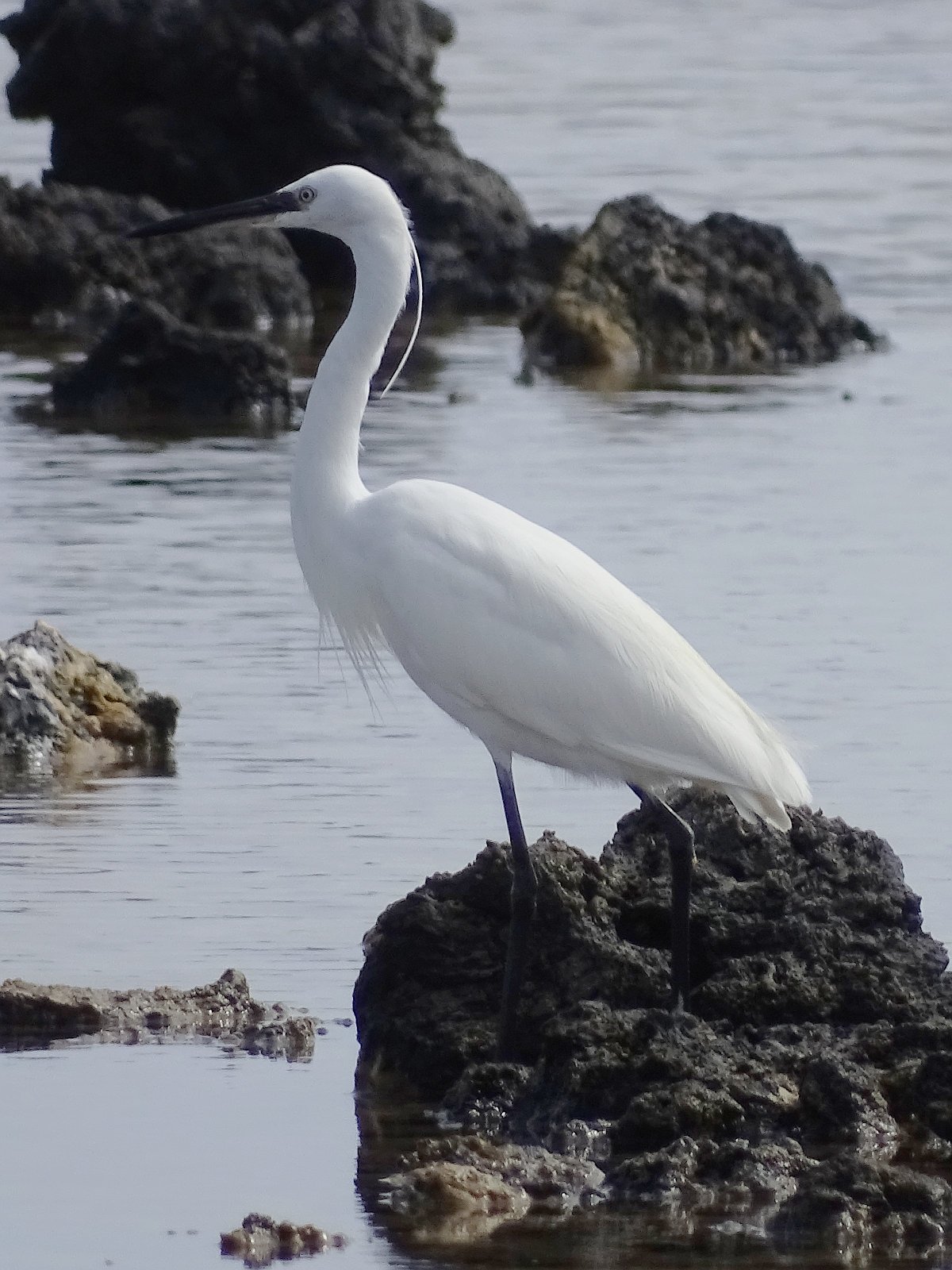 Incontro ravvicinato a Bisceglie: Marco Mare avvista l’Egretta Garzetta