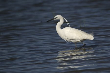 Incontro ravvicinato a Bisceglie: Marco Mare avvista l’Egretta Garzetta